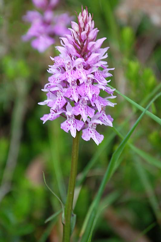 Dactylorhiza maculata?